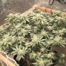 Jeffrey420