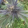 Jamericanbudz