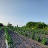 prairiegrower