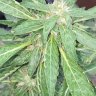 DoocheKanoosh