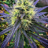 Greenthumb88