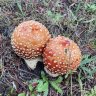 8Rhizome8