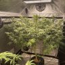 BigBudsBeck