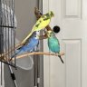 Parakeets