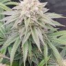 SamwiseGanja420