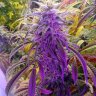 THC_AeroGrower