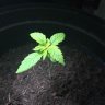Siamgrow