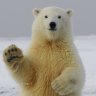 Polar_Bear_1947