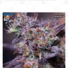 cheapbudsgrowroom