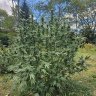 weaponsgradeweed