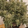 davil420