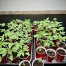 777Grow