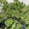 Bangorbuds