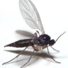 FungusGnat