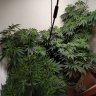 Ozarkgrow