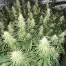 420Hillbilly