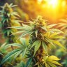 thegrowbro420