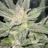 M.p.s.420