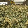 CannaCultureSJ