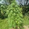homegrown77