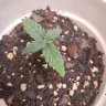 Sparkys1stgrow