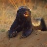 HoneyBadger360