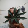 Queefmaster215
