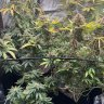 Ya.grower