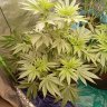 dropandheathersgrow