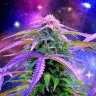 THCosmic