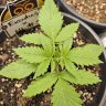 KushByTheBushLB