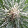 newstoner