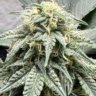 420_PlantDaddy