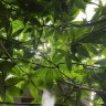 TrichomeWarrior