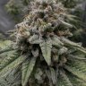 Papa.grows.dank