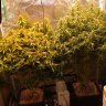 sweedishgrower
