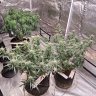 Growmaster88