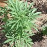Pakaloloherbalist