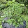 CuzzozGrowTent
