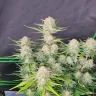Blazzzed