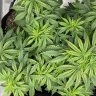 Veg