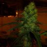 wacko420
