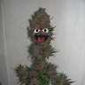 psyko