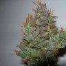 Bubblehaze
