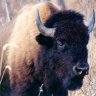 Bison