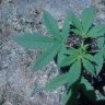 Dr.mex420