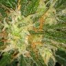 D-Bud
