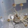 Bublonichronic