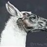 llamabox