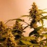 capegrower